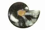 Cut & Polished Ammonite Fossil (Half) - Unusual Black Color #296286-1